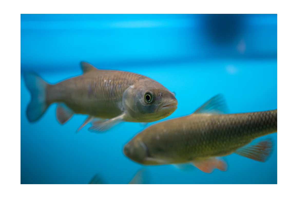 Ausflugsziel: Aquarien - Naturpark Hochmoor - Unterwasserreich Schrems