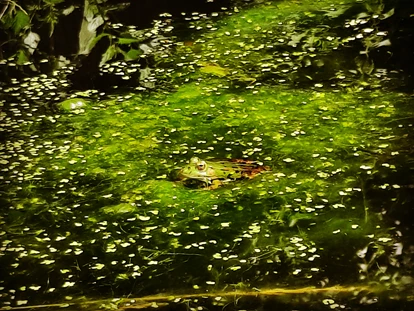Reis met kinderen - Wickeltisch - Naturpark Hochmoor - Unterwasserreich Schrems