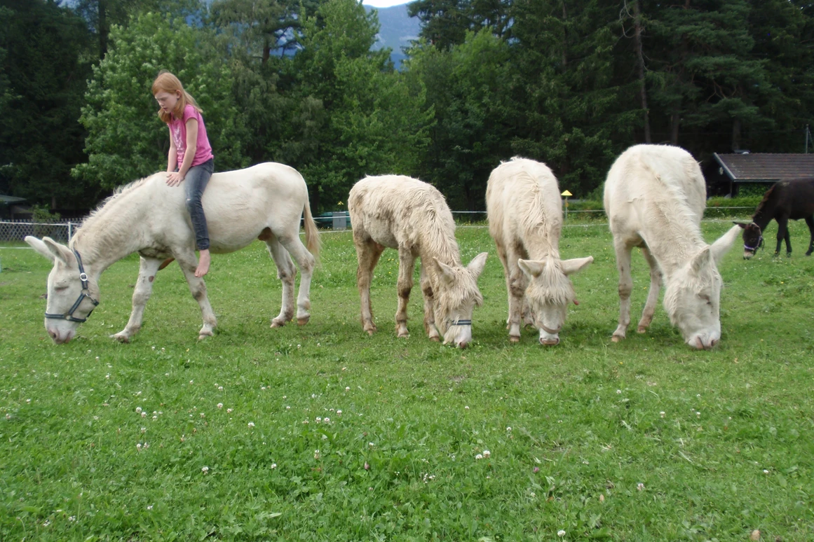 Ausflugsziel: Wirtshaus Nattererboden