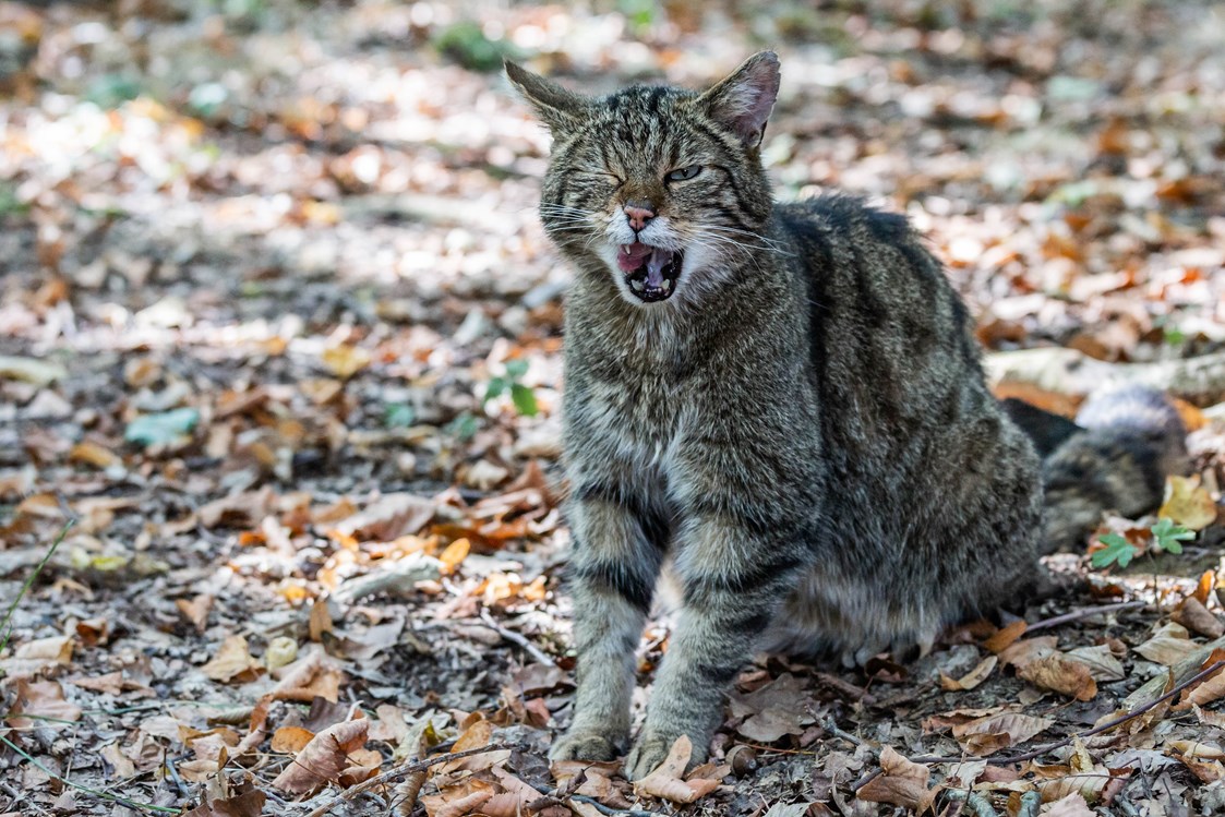 Ausflugsziel: Eine kleine Sensation ist die Rückkehr der extrem scheuen Wildkatze, die 2007 erstmals seit über 30 Jahren im Nationalpark für Österreich wieder nachgewiesen werden konnte. - Nationalpark Thayatal