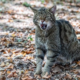 Ausflugsziel: Eine kleine Sensation ist die Rückkehr der extrem scheuen Wildkatze, die 2007 erstmals seit über 30 Jahren im Nationalpark für Österreich wieder nachgewiesen werden konnte. - Nationalpark Thayatal