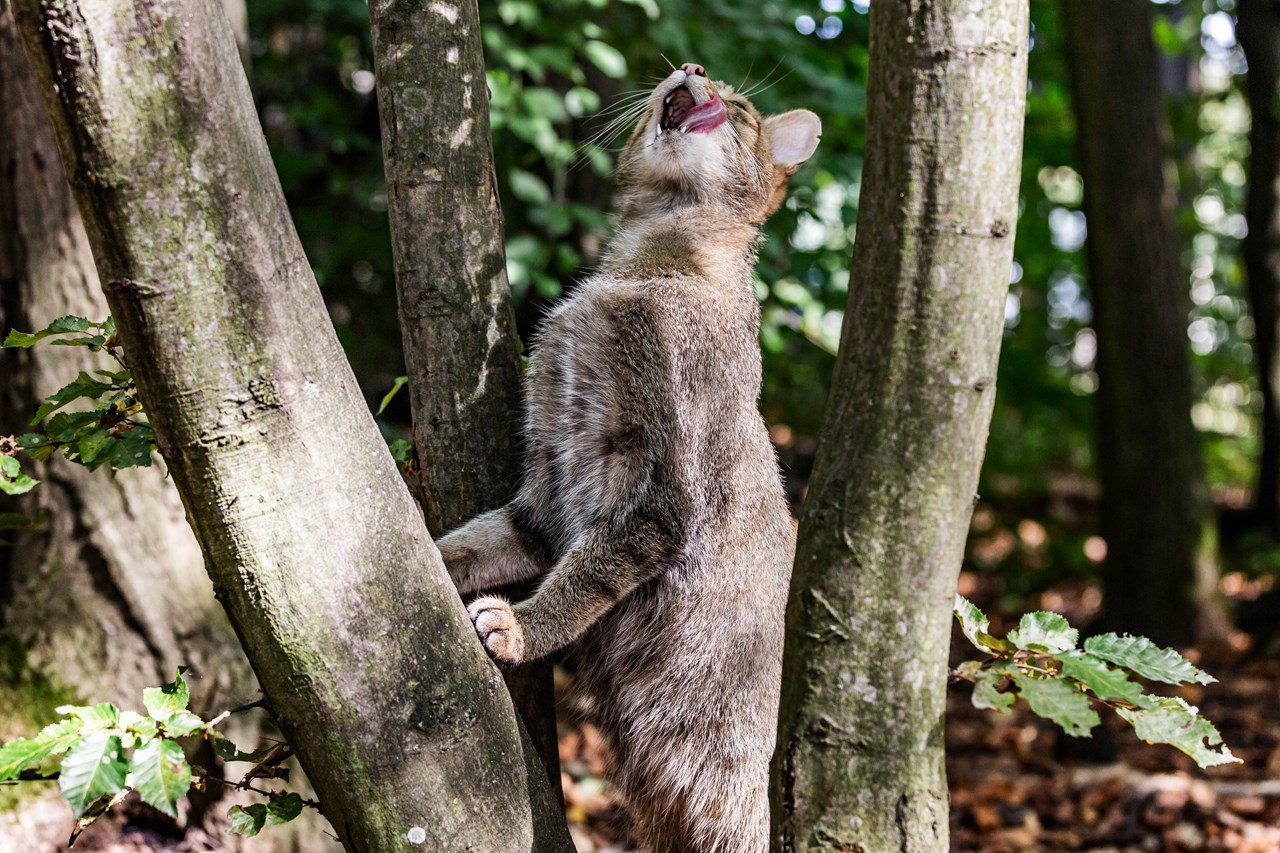 Nationalpark Thayatal Highlights beim Ausflugsziel Wildkatzen-Fütterung