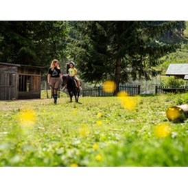 Ausflugsziel: Trattlers Ponyfarm - Trattlers Ponyfarm 
