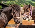Ausflugsziel: Trattlers Ponyfarm - Trattlers Ponyfarm 
