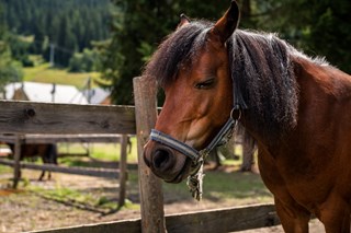 Ausflugsziel: Trattlers Ponyfarm - Trattlers Ponyfarm 