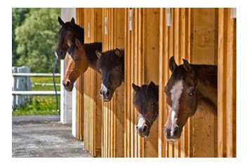 Ausflugsziel: Pferdestall Trattlerhof - Trattlers Ponyfarm 