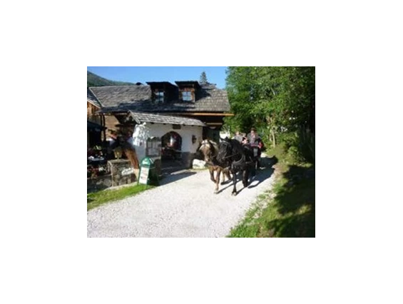 Ausflugsziel: Pferdekutschen Erlebnisfahrten - Trattlers Ponyfarm 