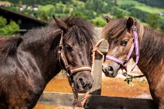 Ausflugsziel: Trattlers Ponyfarm 