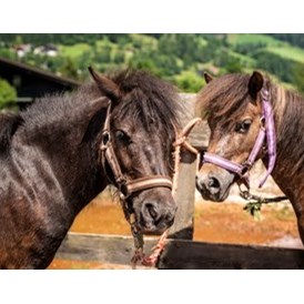Ausflugsziel: Trattlers Ponyfarm 