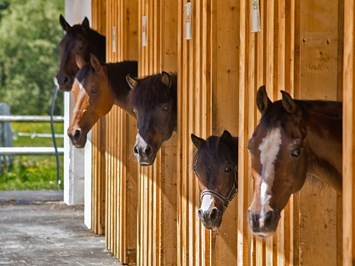 Trattlers Ponyfarm  Highlights beim Ausflugsziel Reitstall Trattlerhof