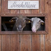 Ausflugsziel - Schafe, Streichelzoo - Reit- und Wildpark Weil