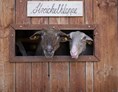 Ausflugsziel: Schafe, Streichelzoo - Reit- und Wildpark Weil