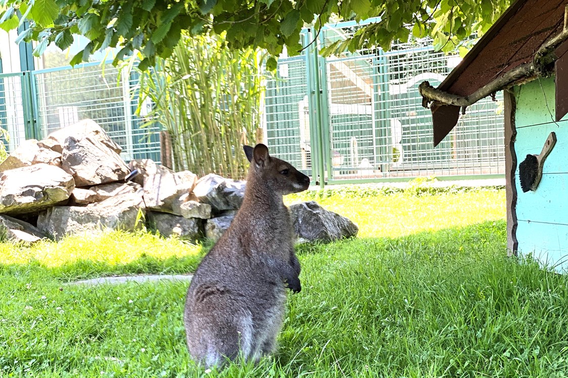 Ausflugsziel: Kängurus im Wildpark - Reit- und Wildpark Weil