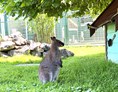 Ausflugsziel: Kängurus im Wildpark - Reit- und Wildpark Weil