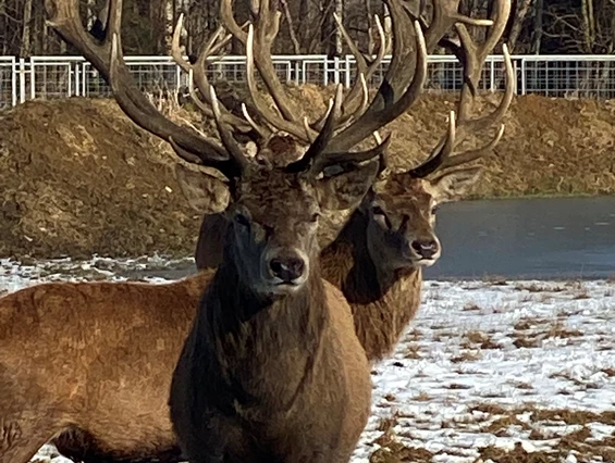 Ausflugsziel: Reit- und Wildpark Weil