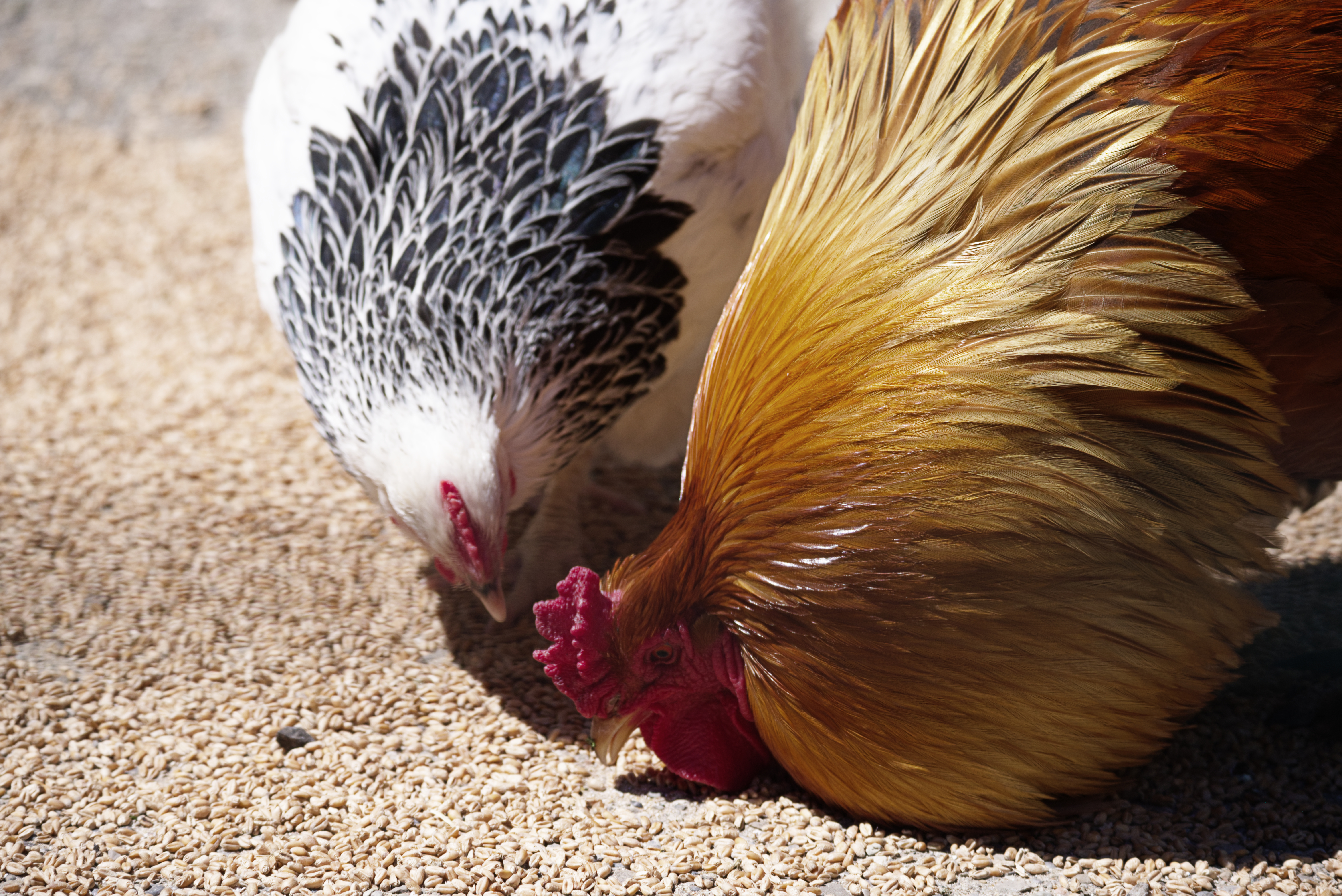 Ausflugsziel: Reit- und Wildpark Weil