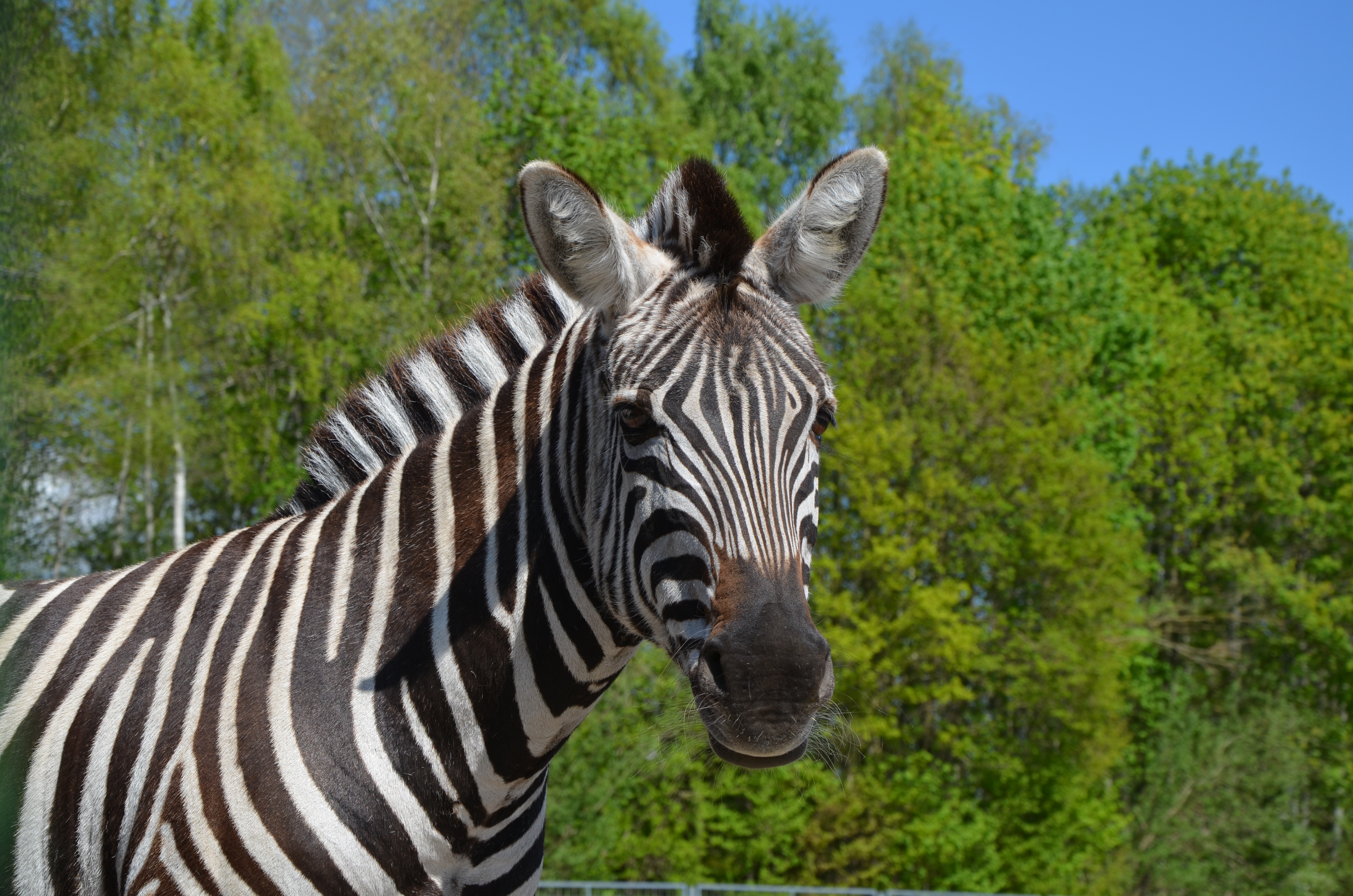 Ausflugsziel: Reit- und Wildpark Weil