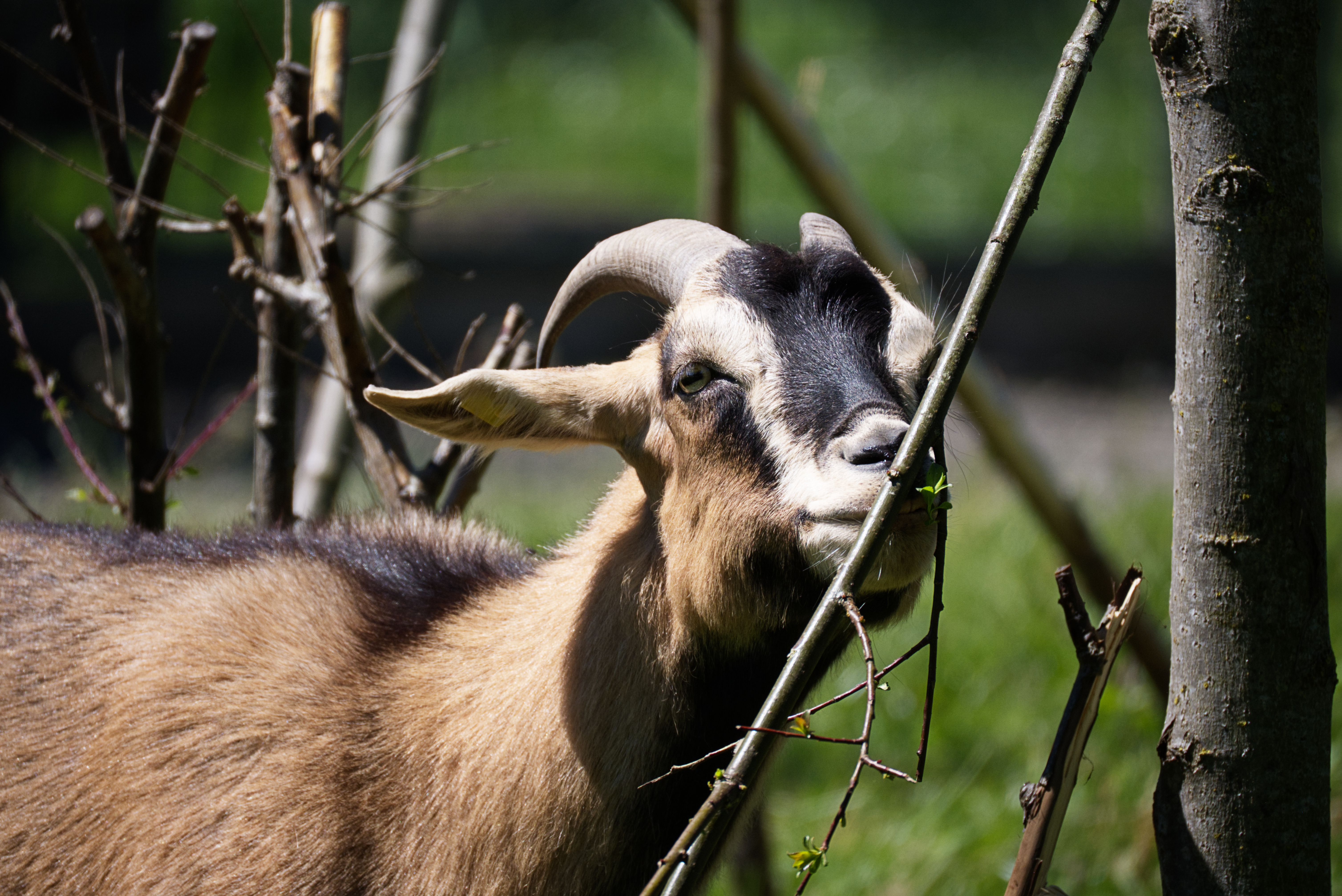 Ausflugsziel: Reit- und Wildpark Weil