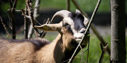 Reis met kinderen - Gersthofen - Reit- und Wildpark Weil