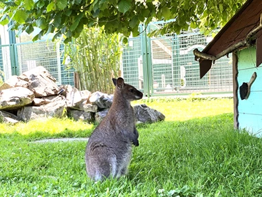 Ausflugsziel: Reit- und Wildpark Weil