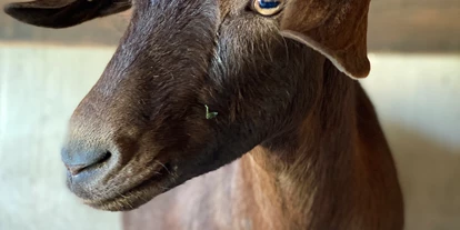 Reis met kinderen - Gersthofen - Reit- und Wildpark Weil