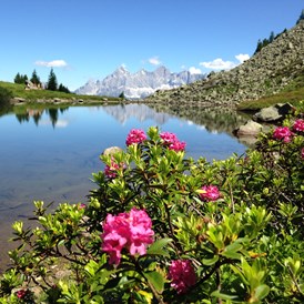 Ausflugsziel: Der "Spiegelsee" auf der Reiteralm - im Vordergrund der "Almrausch" in seiner Pracht - Reiteralm Bergbahnen -  Sommer-Seilbahn Preunegg Jet