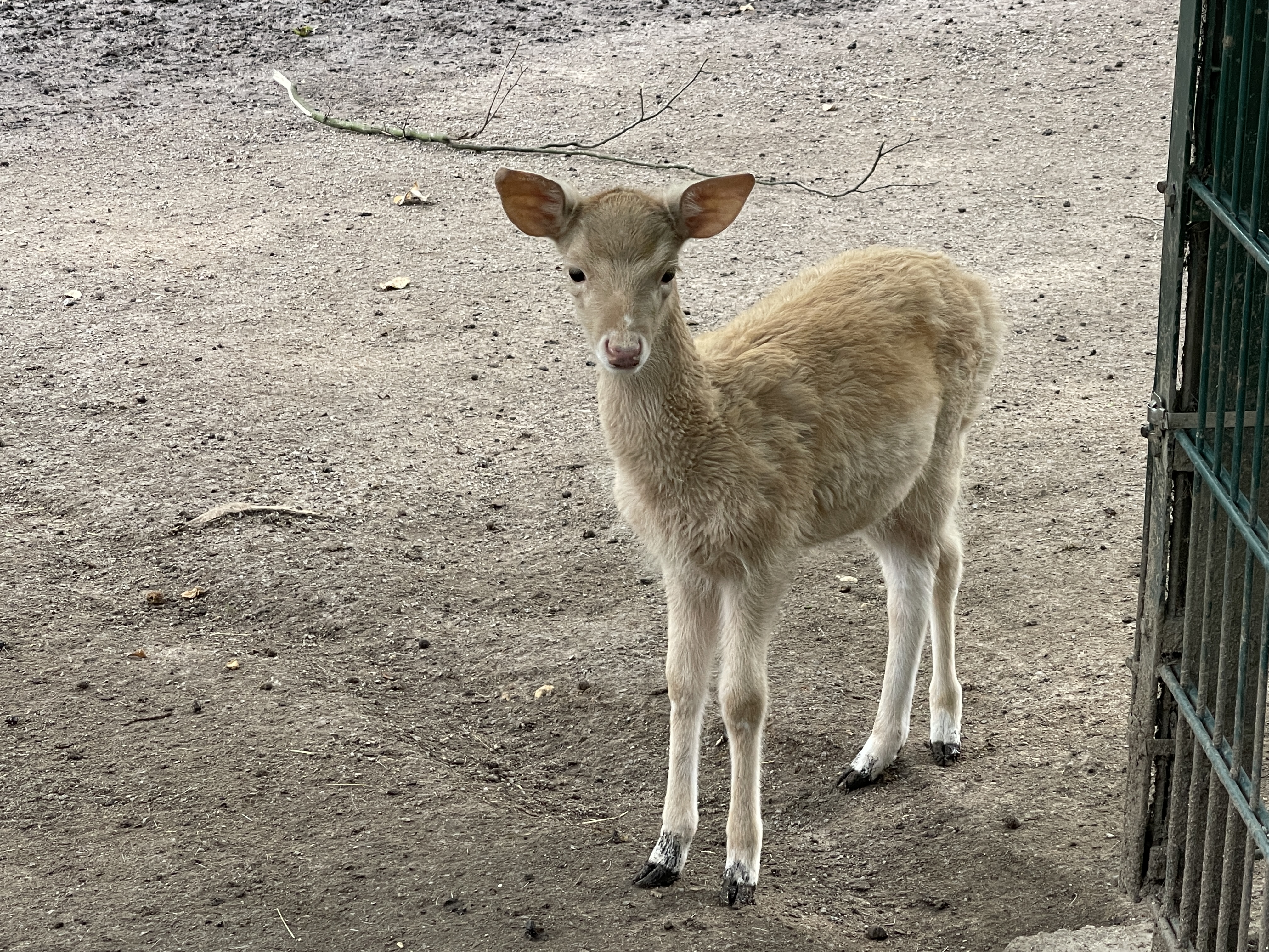 Ausflugsziel: Reh - Kaisergarten Oberhausen