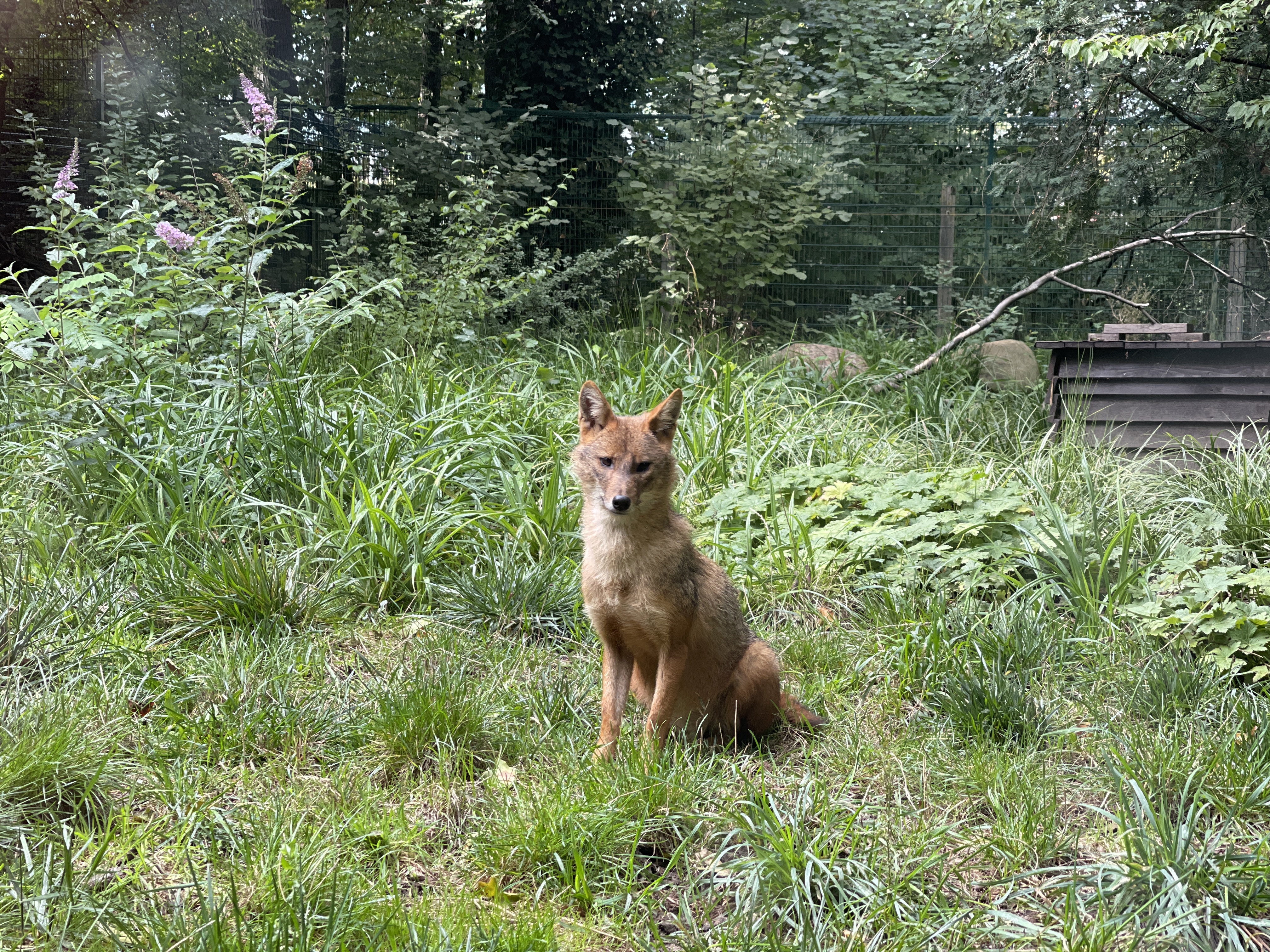 Ausflugsziel: Goldschakal - Kaisergarten Oberhausen