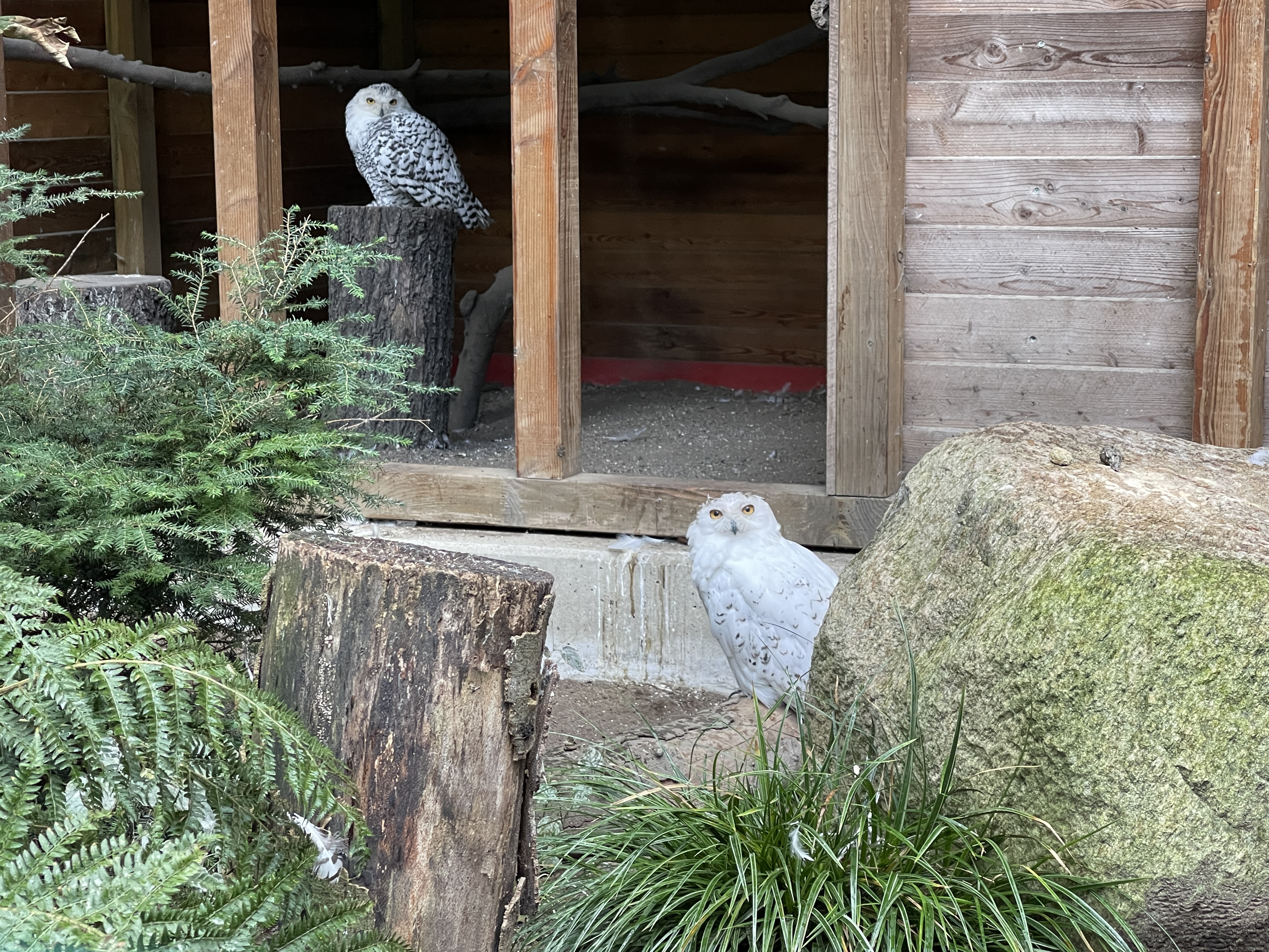 Ausflugsziel: Schneeeule  - Kaisergarten Oberhausen