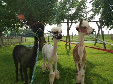 Ausflugsziel: Neuer Sommerlook! - Alpakawanderung mit der ganzen Familie