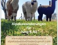 Ausflugsziel: Vorderseite Flyer - Alpakawanderung mit der ganzen Familie