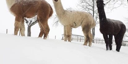 Viaggio con bambini - Böhlerwerk - Auch im Winterwonderland sind Spaziergänge einzigartig! - Alpakawanderung mit der ganzen Familie