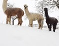 Ausflugsziel: Auch im Winterwonderland sind Spaziergänge einzigartig! - Alpakawanderung mit der ganzen Familie