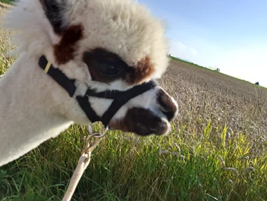 Ausflugsziel: Sommerwanderungungen :) - Alpakawanderung mit der ganzen Familie