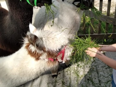 Ausflugsziel: Alpakawanderung mit der ganzen Familie