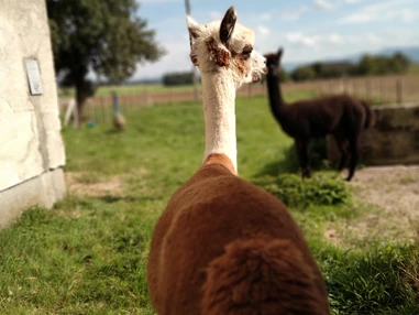 Ausflugsziel: Alpakawanderung mit der ganzen Familie