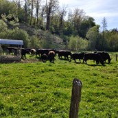 Ausflugsziel - Die Bio-Angus Rinder auf der Weide - Gallien - Die Erlebniswelt im Waldviertel