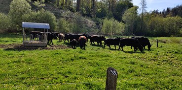 Ausflug mit Kindern - Alter der Kinder: 6 bis 10 Jahre - Sitzendorf (Irnfritz-Messern) - Die Bio-Angus Rinder auf der Weide - Gallien - Die Erlebniswelt im Waldviertel