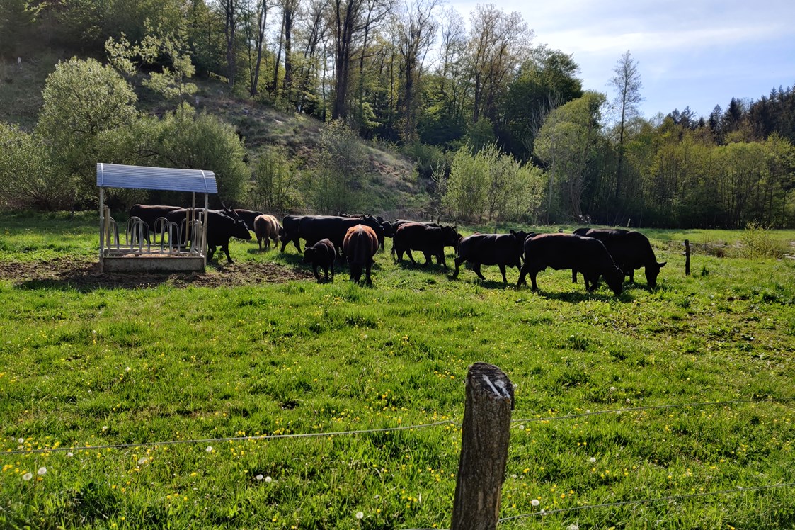 Ausflugsziel: Die Bio-Angus Rinder auf der Weide - Gallien - Die Erlebniswelt im Waldviertel