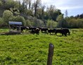 Ausflugsziel: Die Bio-Angus Rinder auf der Weide - Gallien - Die Erlebniswelt im Waldviertel