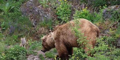 Ausflug mit Kindern - Schörfling am Attersee - Steppenfuchs und Braunbär - Zoo Salzburg Hellbrunn