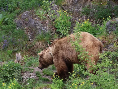 Ausflugsziel: Steppenfuchs und Braunbär - Zoo Salzburg Hellbrunn