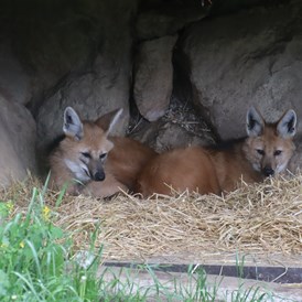 Ausflugsziel: Mähnenwolf - Zoo Salzburg Hellbrunn