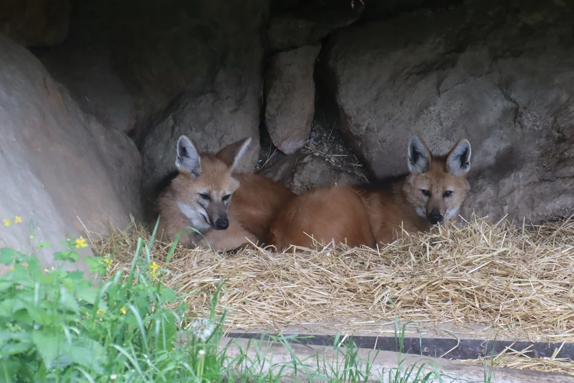 Ausflugsziel: Mähnenwolf - Zoo Salzburg Hellbrunn