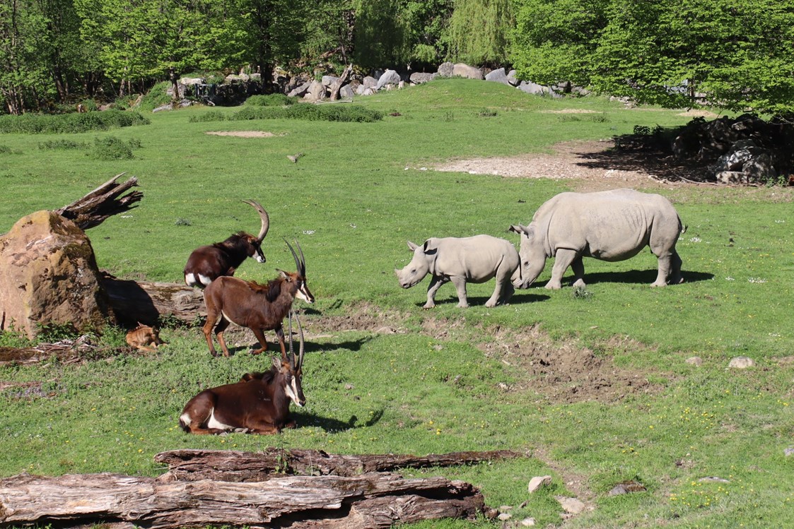 Ausflugsziel: Breitmaulnashorn und Rappenantilope - Zoo Salzburg Hellbrunn