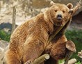 Ausflugsziel: Braunbär Aragon - Zoo Salzburg Hellbrunn