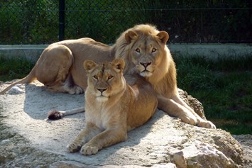 Ausflugsziel: Löwenpaar Eisi & Nala - Zoo Salzburg Hellbrunn