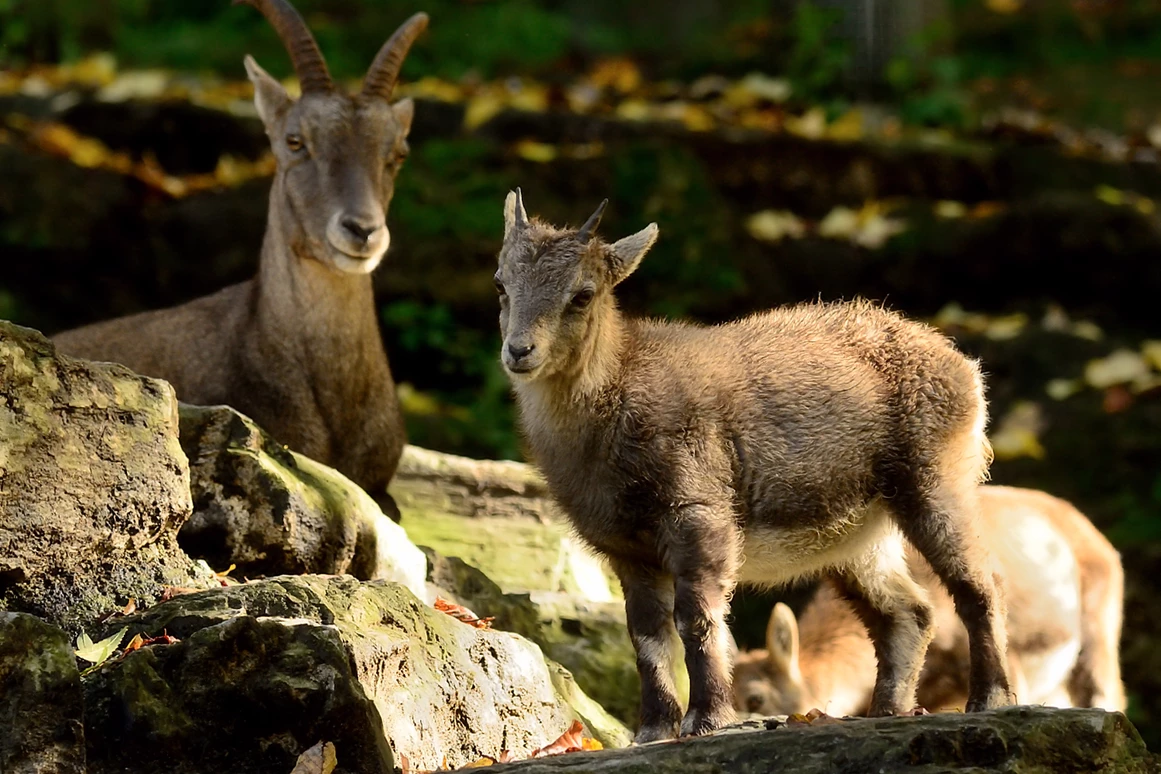 Ausflugsziel: Steinböcke - Zoo Salzburg Hellbrunn