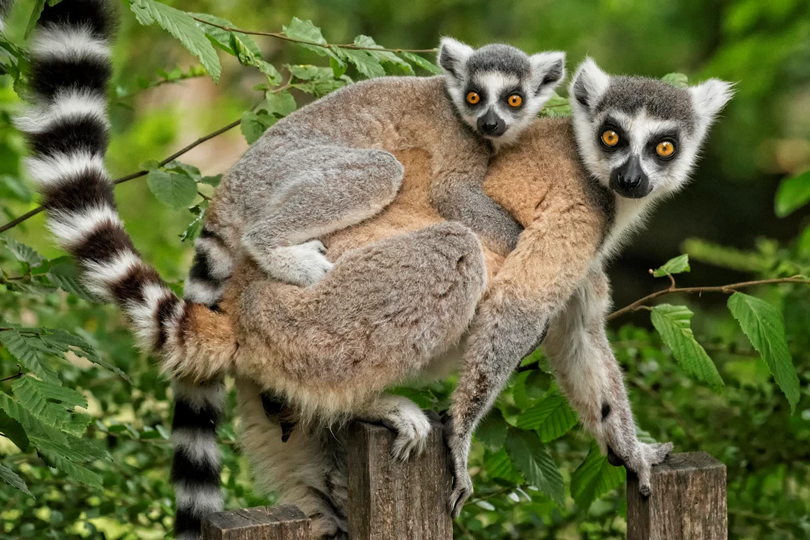 Ausflugsziel: Kattas - Zoo Salzburg Hellbrunn
