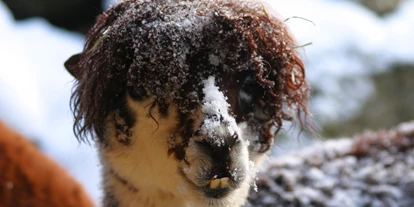 Ausflug mit Kindern - Schörfling am Attersee - Alpaka im Schnee - Zoo Salzburg Hellbrunn